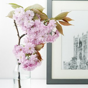 Office & Hotel Floral Subscription