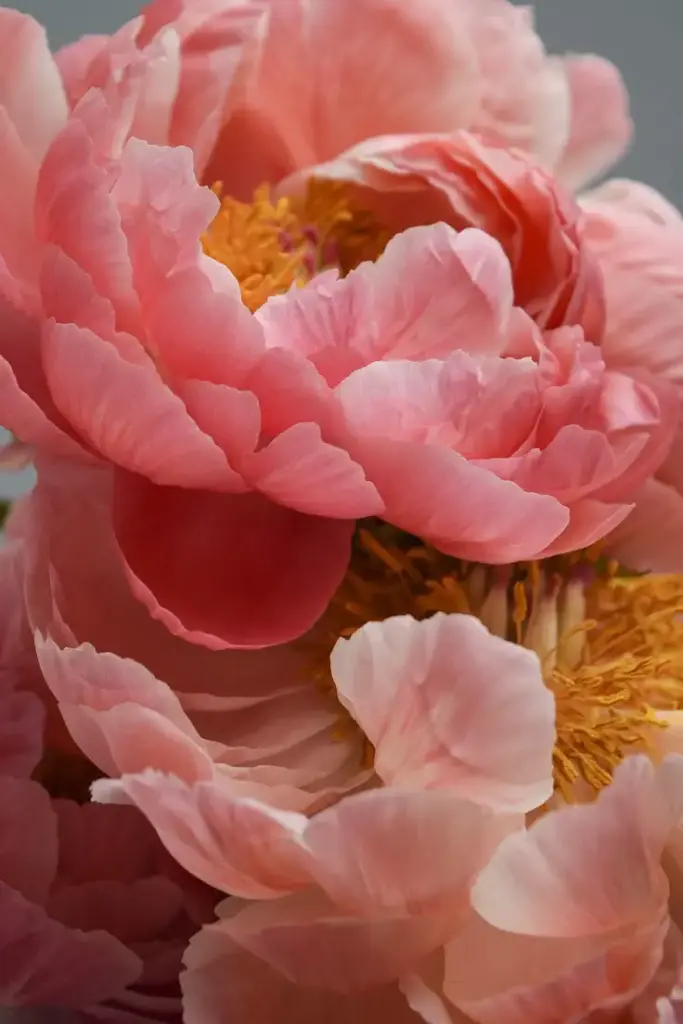 Bloom on Repeat - Custom Subscription