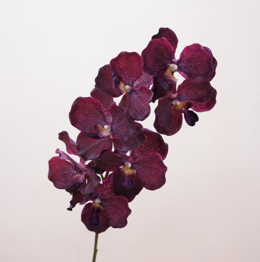 Vanda